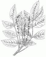 Image result for Brucea antidysenterica