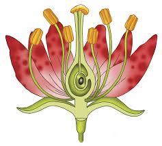 Terms for the sexuality of individual flowers: Tulip Flower Male And Female Parts Ppt Flower Morphology Powerpoint Presentation Id 3614831 In Many Cases The Flower Contains Male And Female Parts Roughly Equivalent To The Male And