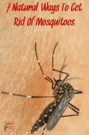 7 Natural Ways To Get Rid Of Mosquitoes Mosquito Preventing Mosquito Natural Pest Control