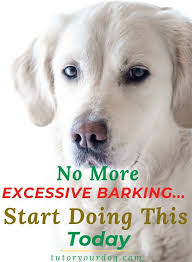 Excessive Barking How To Stop It Tutor Your Dog Training Your Dog House Training Dogs Dog Training Obedience