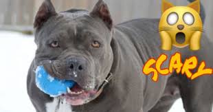Tbmm Hayvan Haklari Arastirma Komisyonu Pitbull Silah Sayilsin Pitbull Cinsi Kopek Sahiplenme De Standartlar Olmali Mi Kizlarsoruyor