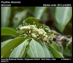 Image result for Psydrax fragrantissima