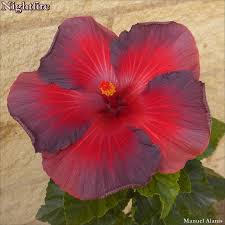 Pin By Maria A Leon On Virtual Vacation Tropics Hibiscus Plant Beautiful Flowers Hibiscus Flowers