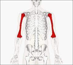 The Humerus Is A Long Bone In The Arm That Runs From The Shoulder To The Elbow It Connects The Scapula And The Two Bones Of Arm Bones Scapula Bone
