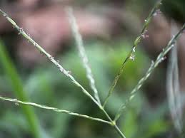 Image result for Digitaria seriata