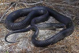 Eastern Indigo Snake Drymarchon Couperi Snake Plains Landscape Coastal Plain