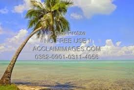 The fruits of the tree of sensation are very useful when exploring temples. Acclaim Images Leaning Palm Tree Photos Stock Photos Images Pictures Leaning Palm Tree Clipart Leaning Palm Tree Stock Photography