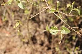 Image result for Commicarpus