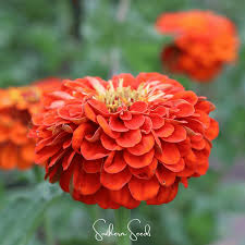 Image result for Zinnia elegans