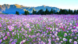 Check spelling or type a new query. Hd Wallpaper Flower Gesang Flower Flower Carpet Flower Field Purple Flowers Wallpaper Flare