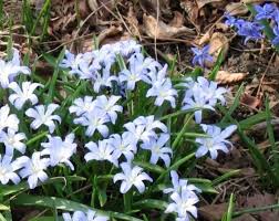 Image result for Hyacinthaceae