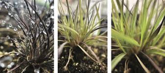 Image result for Microchloa