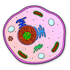 Cartoon Cell Step By Step Drawing Lesson Animal Cell Animal Cell Drawing Drawing Lessons