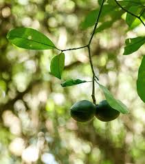 Image result for Tabernaemontana ventricosa