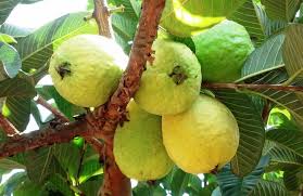 Resultado de imagem para Pé de Goiaba