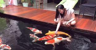 Berikut ini beberapa cara memelihara ikan koi di kolam yang bisa dipelajari sebelum memulai memeliharanya. Tips Memelihara Ikan Koi Nggak Ribet Nusa Daily