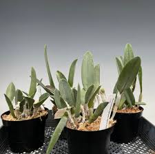 Image result for Dignathia gracilis