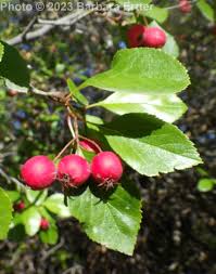 Image result for Crataegus