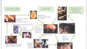 The asf file extension indicates to your device which app can open the file. Bali Waspadai Virus Asf Kini Jadi Wabah Yang Menyerang Babi Di China Tribun Bali