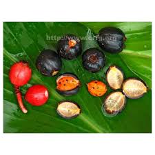 Image result for Renealmia