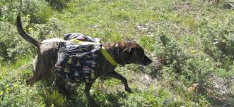 Julius k9 harness | the carpenter's daughter. 10 Dog Backpack 4 Steps With Pictures Instructables