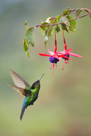 Hummingbird In 2020 Hummingbird Pictures Hummingbirds Photography Hummingbird Photos