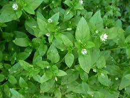 Weeds tend to love more acidic soils so perform. Wild Chickweed Benefits As A Lymph Cleanser And Skin Healer
