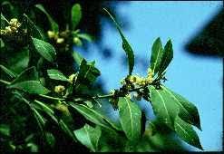 Maybe you would like to learn more about one of these? Poudre De Plante Medicinale De Laurier Plante Laurus Nobilis