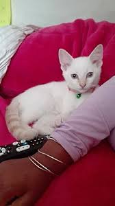 Pit bull rescue san diego's adoption process. San Diego Ca Siamese Meet Sammy A Pet For Adoption
