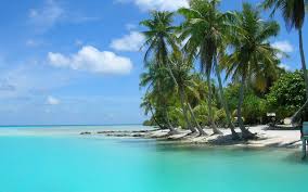 Palm trees at beach sea with beautiful sky, relaxing music, soft piano music, sleep/study/coffee/meditation Palm Tree Beach Wallpapers Top Free Palm Tree Beach Backgrounds Wallpaperaccess