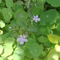 Image result for Anisosepalum alboviolaceum