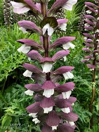 Maybe you would like to learn more about one of these? Tall Perennials Adding Height To The Garden With Bold Plants