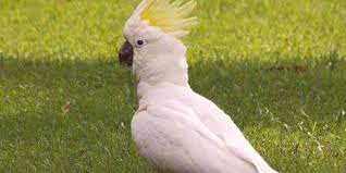الببغاء cockatoo حيث يعيش وما أنواع وميزات وشخصية المنزل مجلة المرأة ekobutik si