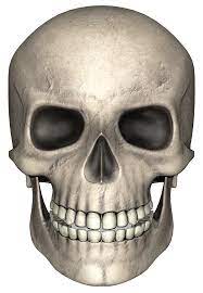 Skull Png Image Skull Real Skull Png
