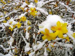 ✅ tante immagini, frasi e foto raccolte per te, vedile subito e condividi le più belle! Fiori Invernali Piante Da Giardino Caratteristiche Dei Fiori Invernali
