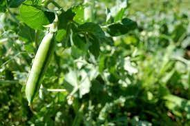 petit pois culture semis et recolte des petits pois au potager jardinage bio potager jardin potager
