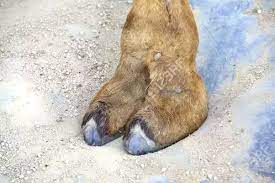How do camels adapt to their environment? Why Is Camel Meat Forbidden For Jews But Not For Muslims Quora