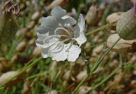 Image result for Silene abyssinica