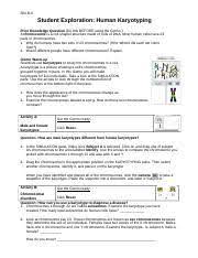 Gizmo answer key to human karyotypes. Karyotyping Gizmo Instructions Docx Sbi 3ui Student Exploration Human Karyotyping Prior Knowledge Question Do This Before Using The Gizmo A Chromosome Course Hero