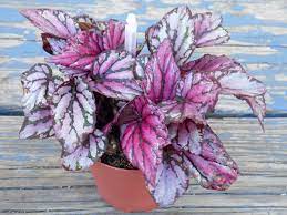 Rex Begonia Hugh Mclaughlin Jordan S Jungle Begonia Plant Decor Indoor Garden Containers