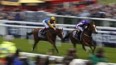 Image result for Kevin Blake is he bloodhorse literate?