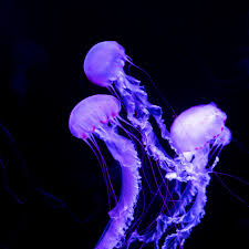 We did not find results for: Neon Jellyfish Wallpapers Top Free Neon Jellyfish Backgrounds Wallpaperaccess