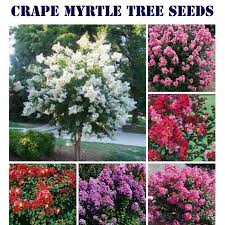 10 Common Crape Myrtle Tree Seeds