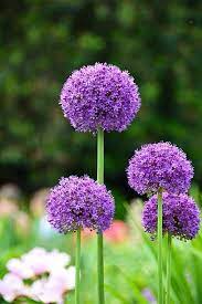 We did not find results for: 60 Best Types Of Flowers Pretty Pictures Of Garden Flowers