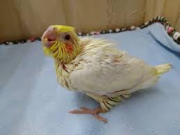 オカメインコのヒナ 来ました 東京からもほど近い 千葉県 神奈川県 埼玉県でオカメインコ を販売するペットショップ