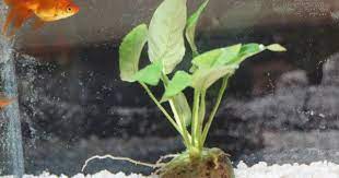 Caring For Your Goldfish In A Fish Bowl Without An Air Pump Fish Plants Cleaning Fish Underwater Plants