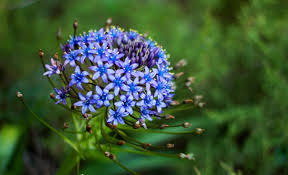 Denn daraus werden nester gebaut oder sie werden von raupen gefressen. Scilla Lilio Hyacinthus Eine Pflanze Mit Schonen Bluten Gartenarbeit Auf