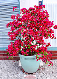 Image result for Bougainvillea