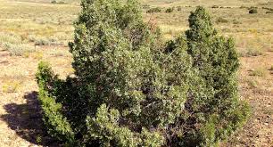 Well you're in luck, because here they come. Juniper Pollen Count For Grand Junction Colorado