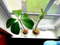 Pflanze Avocado Wie Man Einen Avocadobaum Zuchtet Fruchte Fruits Avocado Avocadobaum Einen Fr Avocado Plant Growing An Avocado Tree Avocado Tree